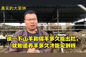 谈一下山羊和绵羊多久能出栏，就知道养羊多久才能见到钱视频封面