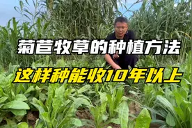 菊苣种植和管理方法，产量达10吨多，种一亩地几十元，收割10年视频封面