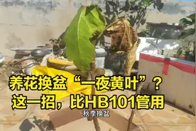 养花换盆“一夜黄叶”？这一招，比HB101管用视频封面