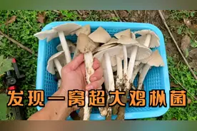 长在红火蚁巢边的超大鸡枞菌，第一次见这么粗的！视频封面