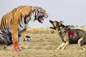 作死狼王大战老虎！狼王攻击老虎，老虎震怒一口将小狼脑袋咬掉！视频封面