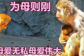 猴妈为保护猴娃的安全，舔舐猴娃的排泄物，暴力驱赶跟踪的小猴视频封面