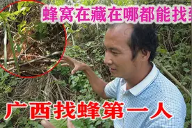 广西找蜂第一人，蜂窝怎么藏，都能找到，今天科普了