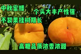 黄蟠桃里的精品，目前这个品种是最好黄蟠桃，个头大产量高口感好视频封面