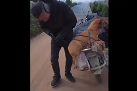 小狗乖乖的坐在车后陪伴主人，这可能是今年最可爱最治愈的画面了视频封面