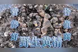 黄精10到15元1斤收购，1天8小时采挖20斤，野生资源紧缺？