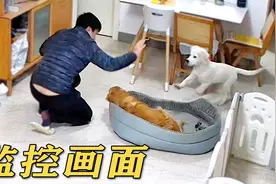 监控画面：大金毛偷吃被主人揍，小金毛反应绝了！视频封面