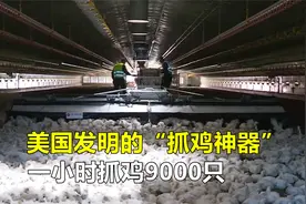 美国发明的“抓鸡神器”，一小时抓鸡9000只，养鸡场主的好帮手！视频封面