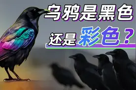 乌鸦是黑色的还是彩色的？视频封面