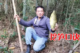 找冬笋用口诀，不必满山遍野到处挖一凿一个准，还有双连爆真过瘾视频封面