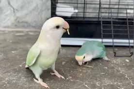 网友都说我捡到宝了，养了两只这么聪明可爱的小鹦鹉视频封面