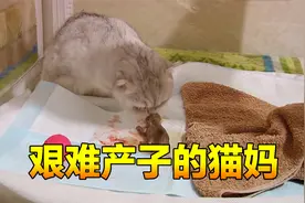 猫猫艰难产下三只猫咪，猫爸守在猫妈身边不肯离开，祈祷母子平安视频封面