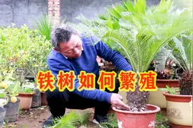 铁树繁殖过程，老师傅全程介绍1盆秒变10多盆，从此省下买花钱！视频封面