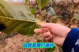 霜打桑叶是个宝