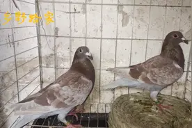 13种信鸽品种鸽子锦集分享，红雨点鸽子是真漂亮，让你一次看个够