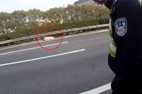 G60高速公路三头活猪掉落货车   交警忙着处理事故还要操心搬猪视频封面