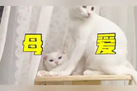 小奶猫都4个月了，猫妈妈天天黏着他，小猫：妈妈的爱太刺激！