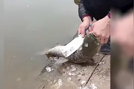 男子在水边刮鱼鳞 手中的鱼突然一个打挺游回水中视频封面