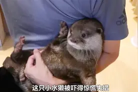 养只水獭当宠物，可爱却胆小，不过很粘人