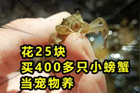 花25块多网购3斤小螃蟹当宠物养，算了下一共有400多只！视频封面