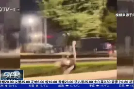 一只鸵鸟在广西街头狂奔，还会“遵守交规”等红灯视频封面