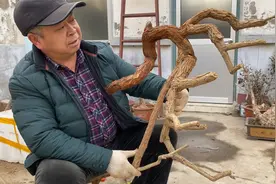 枸杞老桩上盆，少见的多年限枸杞下山桩，是从陕北窑洞边上挖的视频封面
