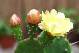 仙人掌开败的花梗，这样咔嚓一刀剪掉，节省养分视频封面
