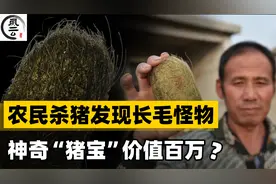 2008年江西农民杀猪，意外获得价值百万的“猪宝”！专家：没见过视频封面