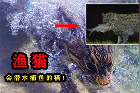 猫中“平头哥”，会潜水捕鱼的渔猫，你敢当宠物养吗？视频封面
