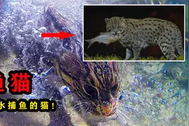 猫中“平头哥”，会潜水捕鱼的渔猫，你敢当宠物养吗？视频封面