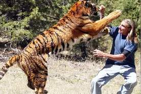 真是猛男不虚一切，饲养员光着膀子和老虎摔跤，老虎：我忍视频封面