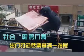 社会八哥“霹雳”，每天出门打劫钞票塞满抽屉，一言不合大骂主人视频封面