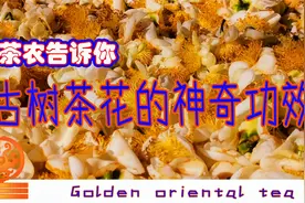【茶农教你泡茶】古茶山的古树茶花有神奇功效视频封面