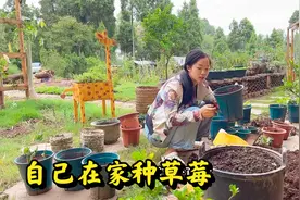 喜欢吃草莓自己在家就能种，这样配土零成本，种出来草莓又大又红视频封面