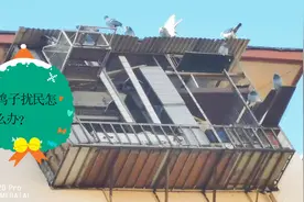 物业那些事，鸽子扰民怎么办？老康3分钟告诉你视频封面