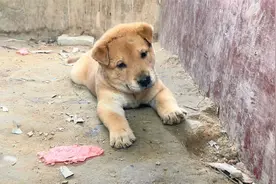 在赶集买鸡的地方发现一条小土狗，长得别致性格又稳，就带走它了视频封面