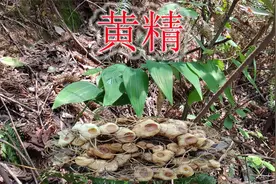 野生黄精稀缺难生长，挖到些10年以上靓货，真的是可遇不可求视频封面