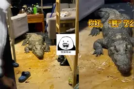 养殖场一条200斤鳄鱼占领男子宿舍，被网友调侃：“鳄”了么取餐视频封面