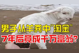 真有“金子”？男子花4万从羊粪中“淘金”，7年后竟成千万富翁！