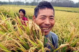 新品种真吃香！黑龙江一农户种“五色稻”，一斤卖到10元视频封面