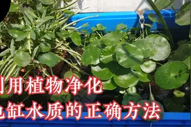 龟缸里养了植物为何水质仍浑浊？利用水草净化养龟水质的正确方法视频封面