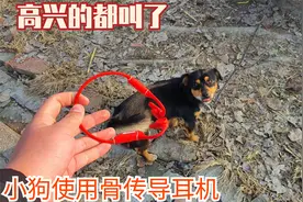 给小狗听骨传导耳机，高兴的又蹦又跳，你用过吗？