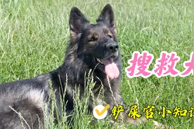 都是什么样的狗才能被选为消防搜救犬视频封面