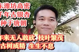 山东潍坊高密最老古树银杏王，千年无人敢砍，唐朝栽种，令人唏嘘视频封面