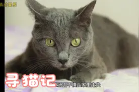 半瞎蓝猫意外走失，寻找多天后在隔壁小区找到，后续出人意料