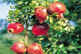 农村俗语“门前葡萄子孙多，银杏进宅满地财”，镇宅树你栽对了吗