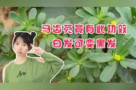 马齿苋竟有此功效，白发可变黑发，还能缓解秃顶