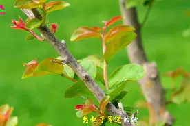 祁隆《老父亲》，感人至深，送给天下父亲