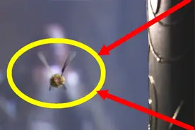 金箍棒重13500斤，孙悟空变成蜜蜂时，为何还能飞得动？视频封面