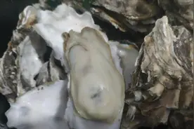 教你高压锅生蚝的做法，简单快手，10分钟入口，原汁原味鲜嫩无比视频封面
